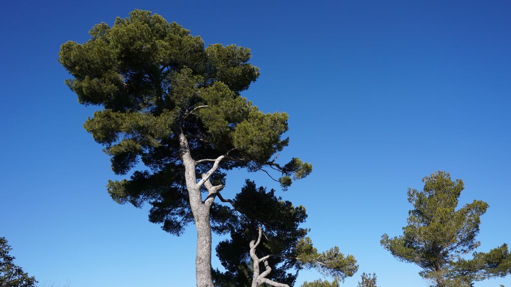 Winter light and nature, Aix-en-Provence