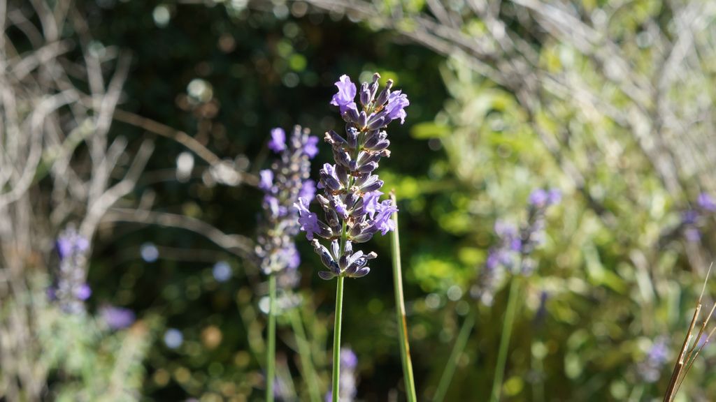 Colours of Provence after a Mistral… (i.e., a cold wind from the North that cleans the air in a spectacular manner)