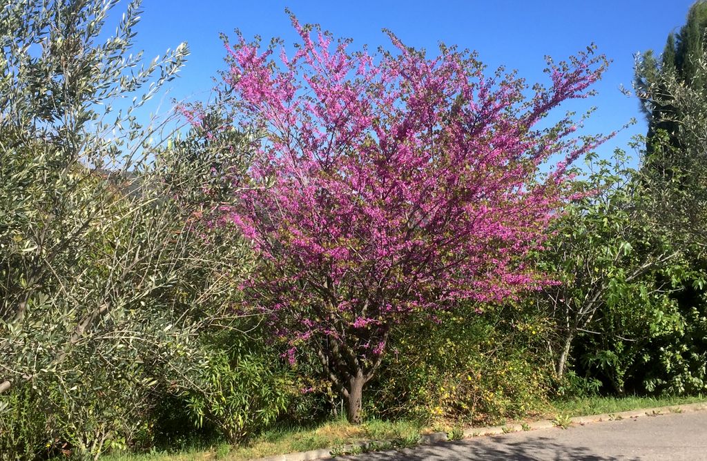 Spring colours in Aix-en-Provence
