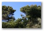 Trees in Provence (in Aix-en-Provence, France)