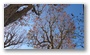 Trees on the Cours Mirabeau in Winter, Aix en Provence