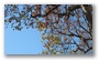 Trees on the Cours Mirabeau in Winter, Aix en Provence