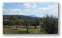 View of the St. Victoire and a small field of olive trees in a residential area in Aix-en-Provence