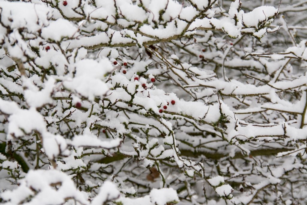 Rare event in Amstelveen: snow …