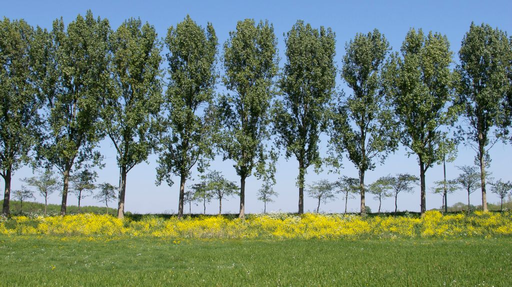 The Dutch countryside in spring (looks like summer...)