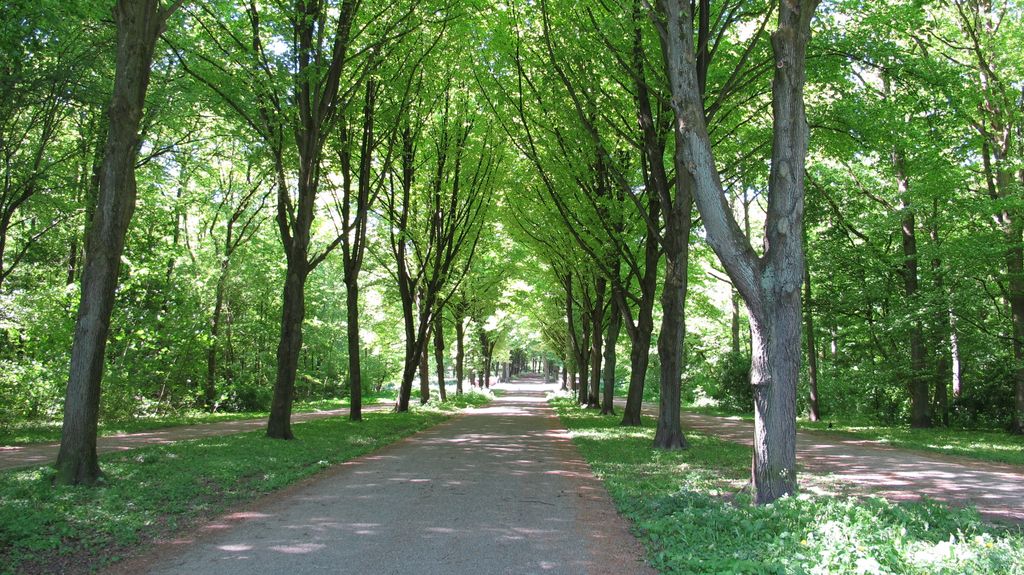 Amsterdamse Bos (the 