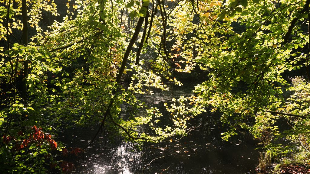 Amsterdamse Bos, a forest nearby Amstelveen