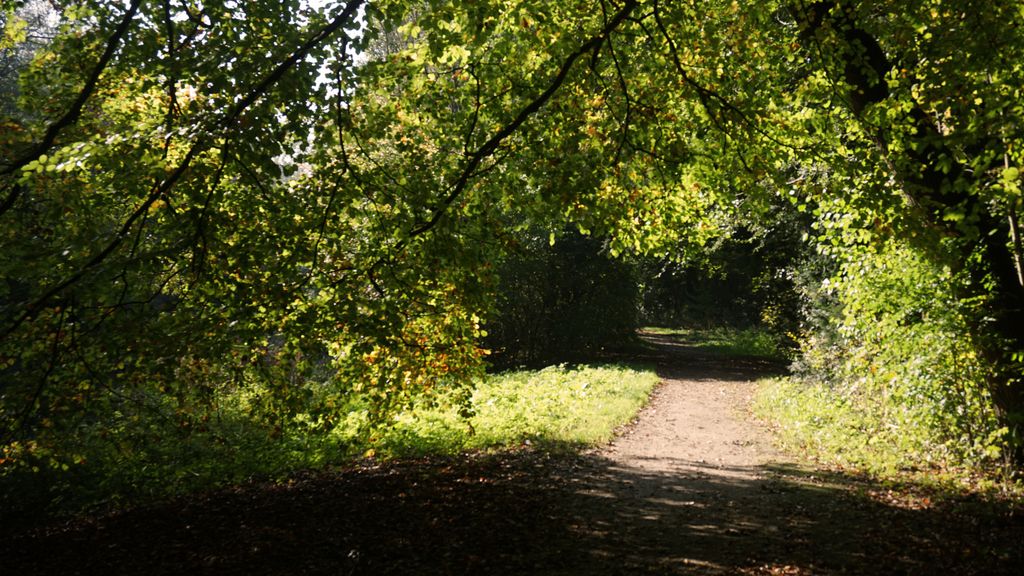 Amsterdamse Bos, a forest nearby Amstelveen