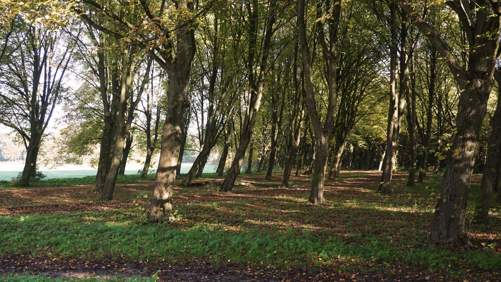 Amsterdamse Bos, a forest nearby Amstelveen