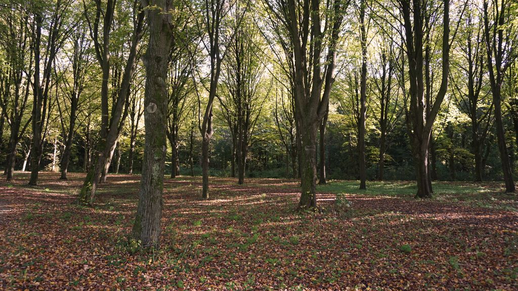 Amsterdamse Bos, a forest nearby Amstelveen