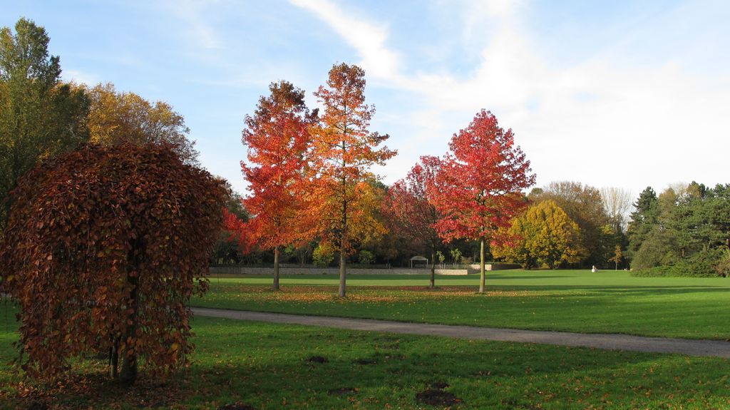 Autumn Colours, 2011 (Amsterdam, Beatrixpark)