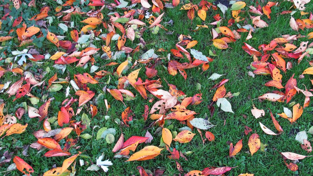 Autumn Colours, 2011 (Amsterdam, Beatrixpark)