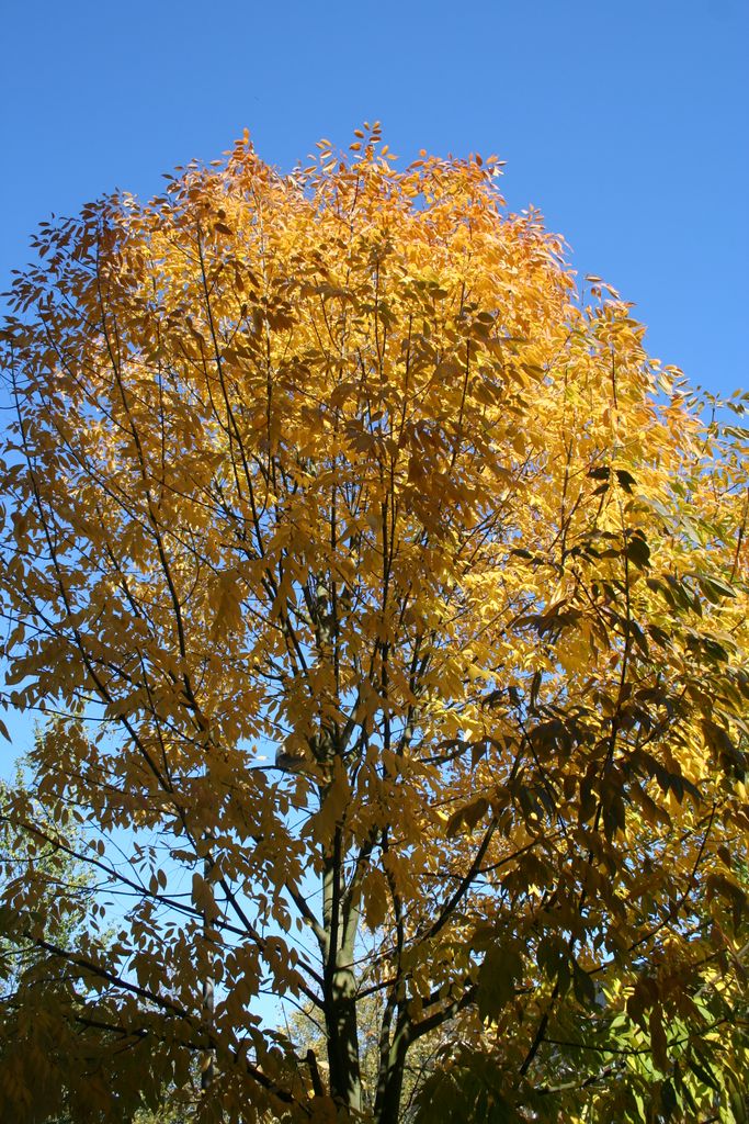 Amsterdam in autumn