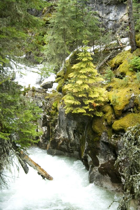 Johnston Canyon, by Banff