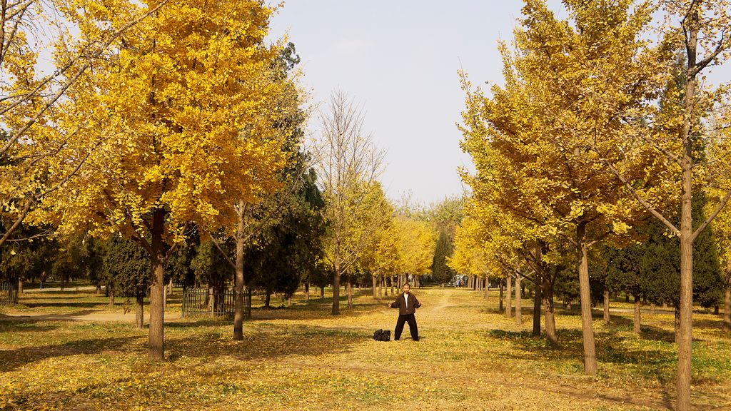 Park of the Temple of Heaven, Beijing; one of the iconic places of the City, extremely popular for people of Beijing...