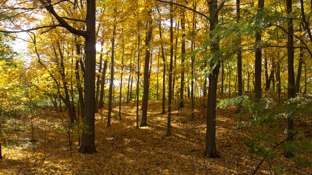 Arnold Arboretum by Roslindale, by Boston