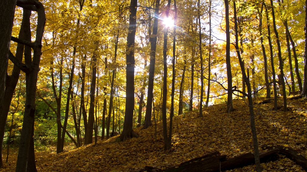 Arnold Arboretum by Roslindale, by Boston