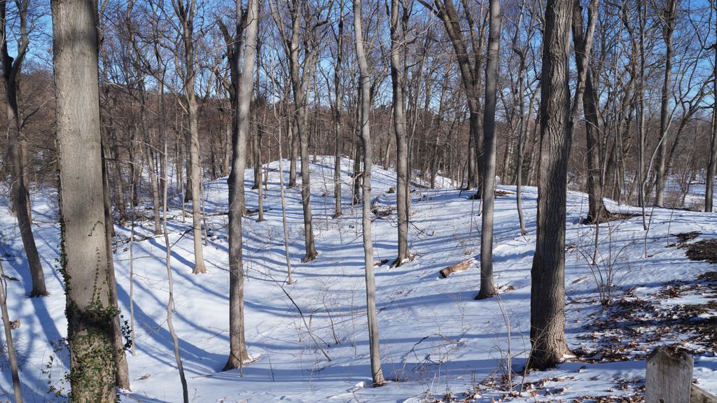 Arnold Arboretum, Boston, on a beautiful winter day