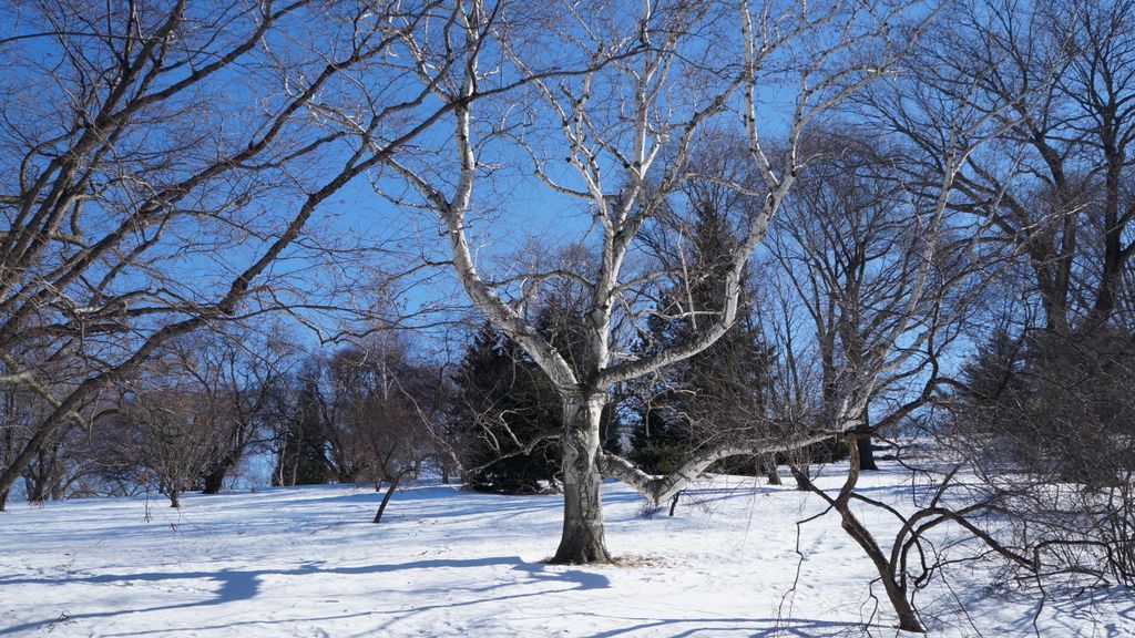 Arnold Arboretum, Boston, on a beautiful winter day