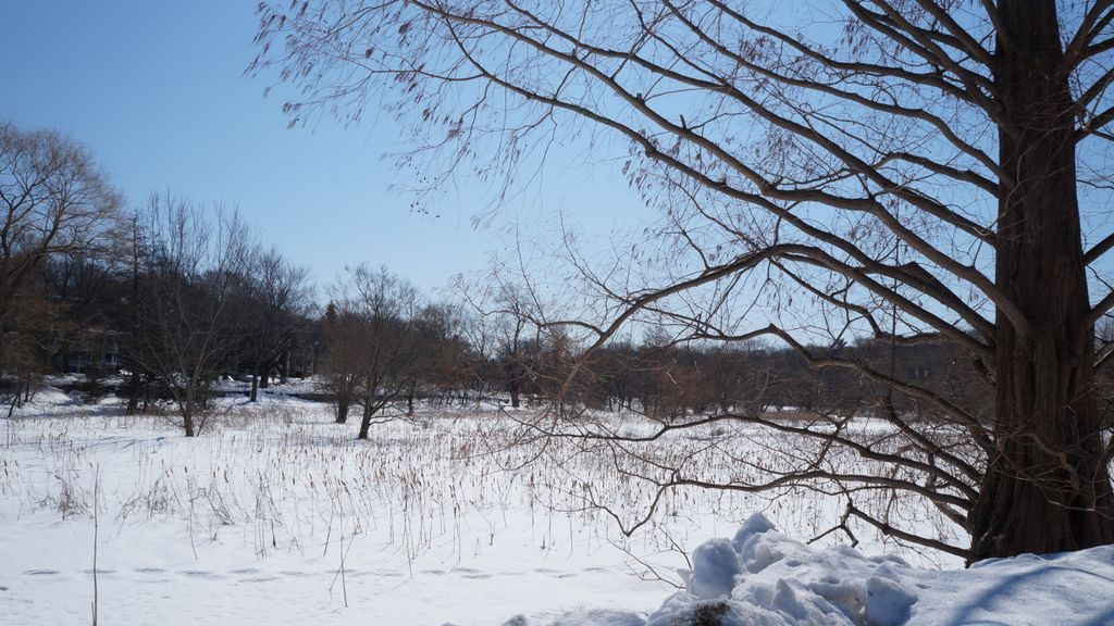 Arnold Arboretum, Boston