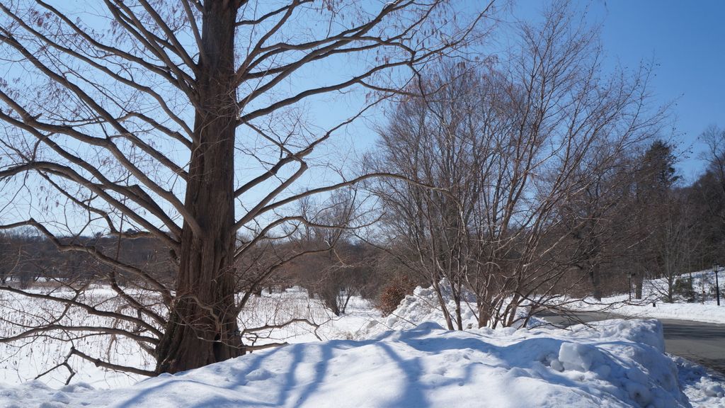 Arnold Arboretum, Boston