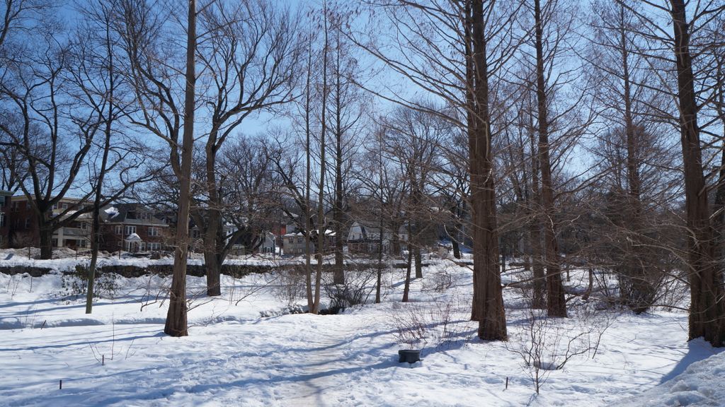 Arnold Arboretum, Boston