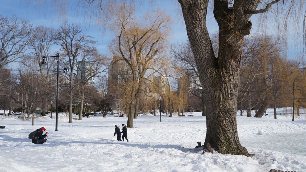 Public Gardens, Boston, on a beautiful late winter day