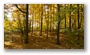 Arnold Arboretum by Roslindale, by Boston