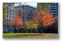 Boston Commons