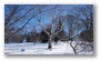 Arnold Arboretum, Boston, on a beautiful winter day