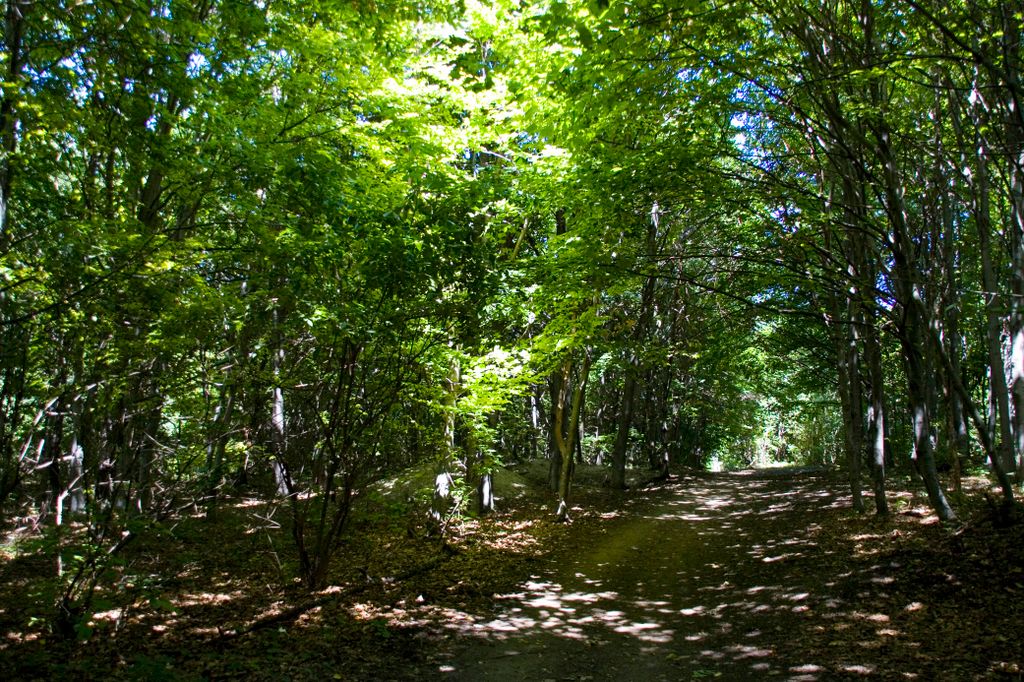 Hills in Budapest (Svábhegy)