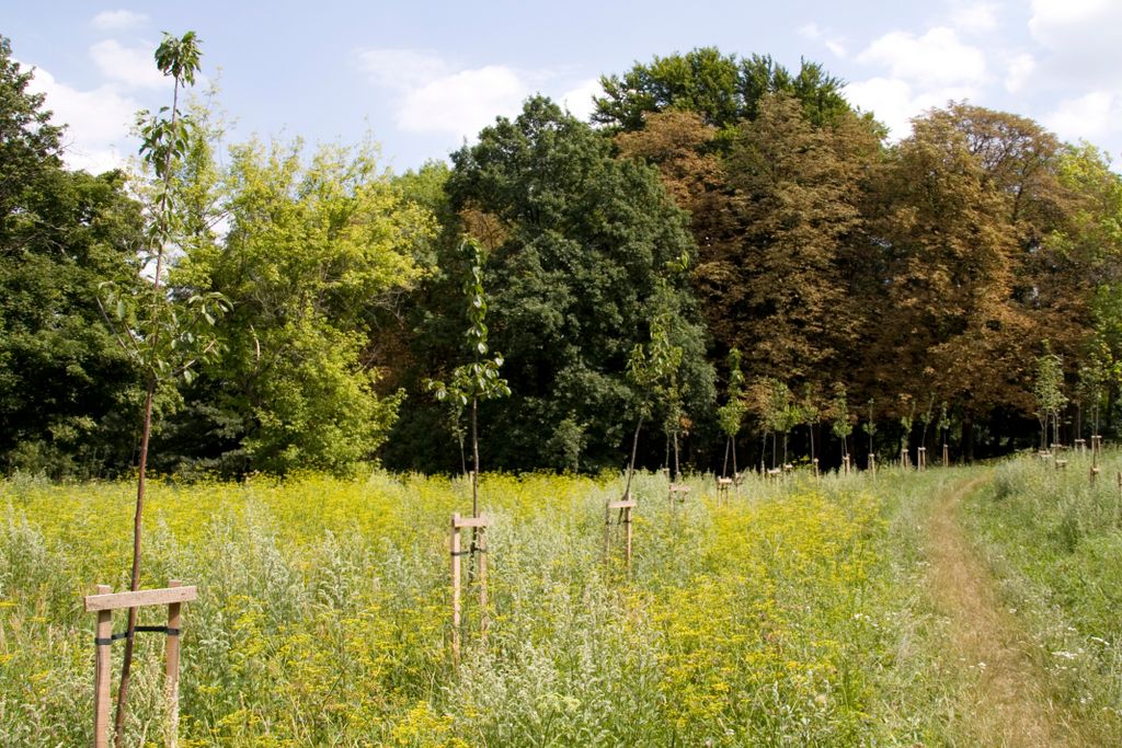 Budapest, on the hills and forests overlooking the city (