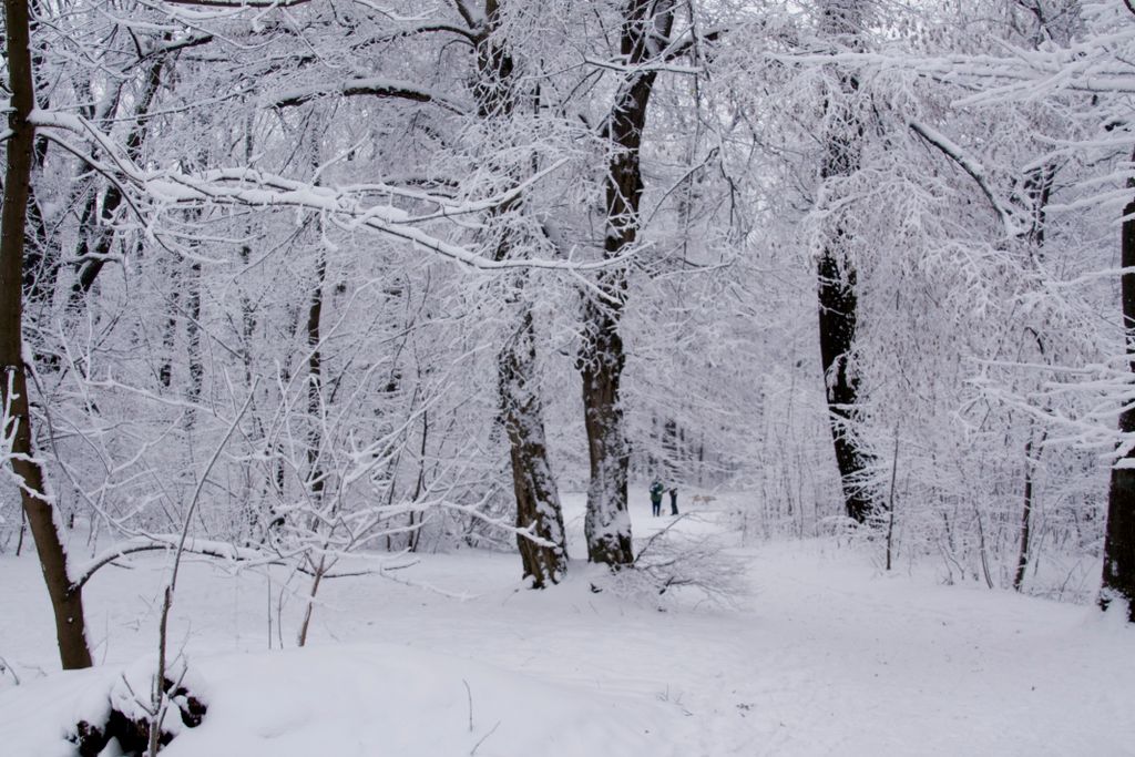 The forest on the hills of Budapest