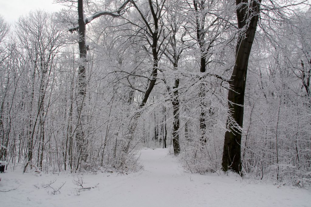 The forest on the hills of Budapest