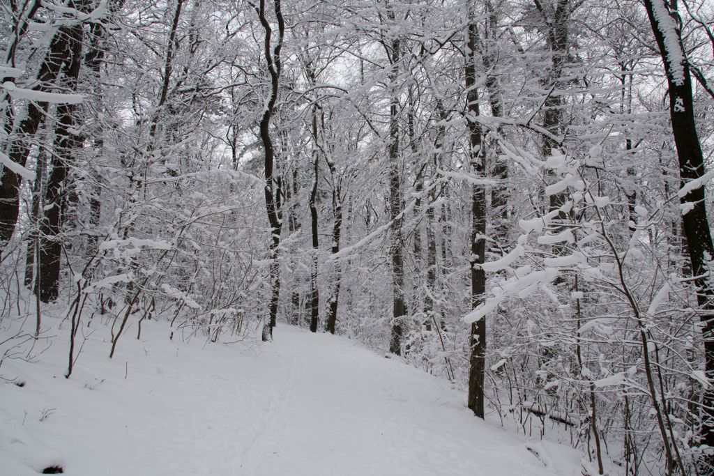 The forest on the hills of Budapest