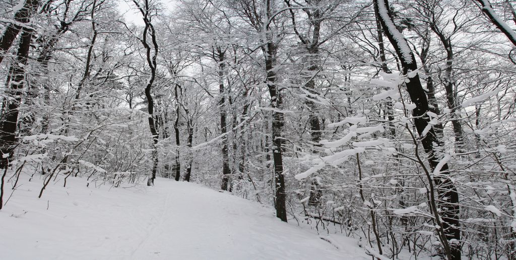 The forest on the hills of Budapest