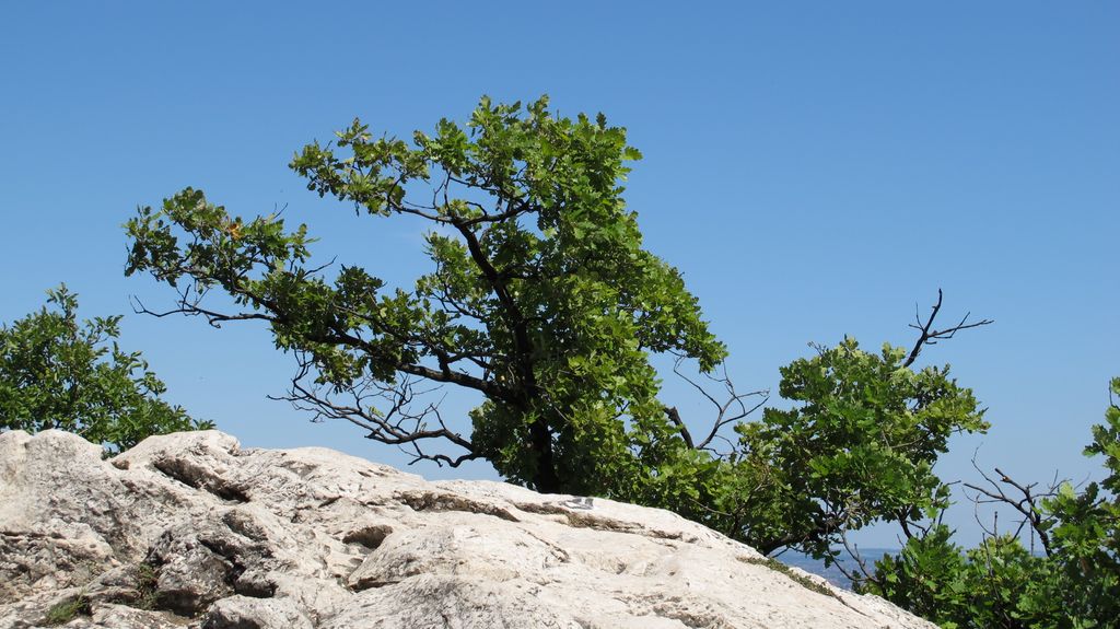 On the hills and forest of Budapest