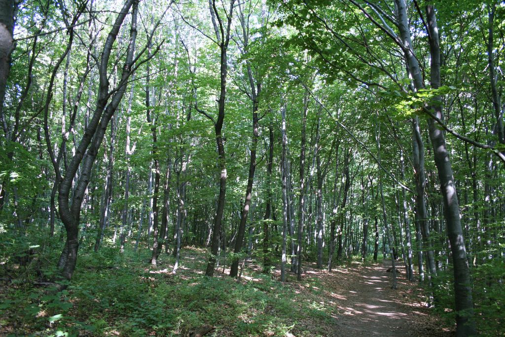 The wood in the hills of Budapest