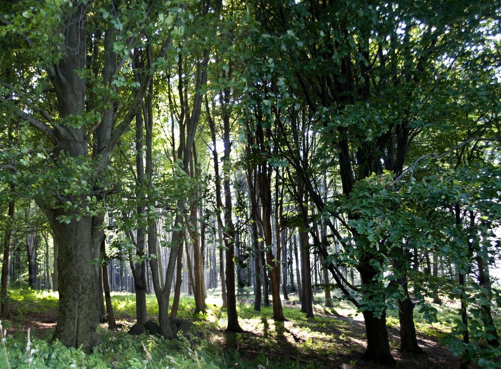 Mátra Hills at Galyatető, Hungary