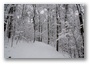 The forest on the hills of Budapest