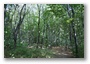 The wood in the hills of Budapest