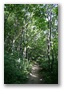 The wood in the hills of Budapest