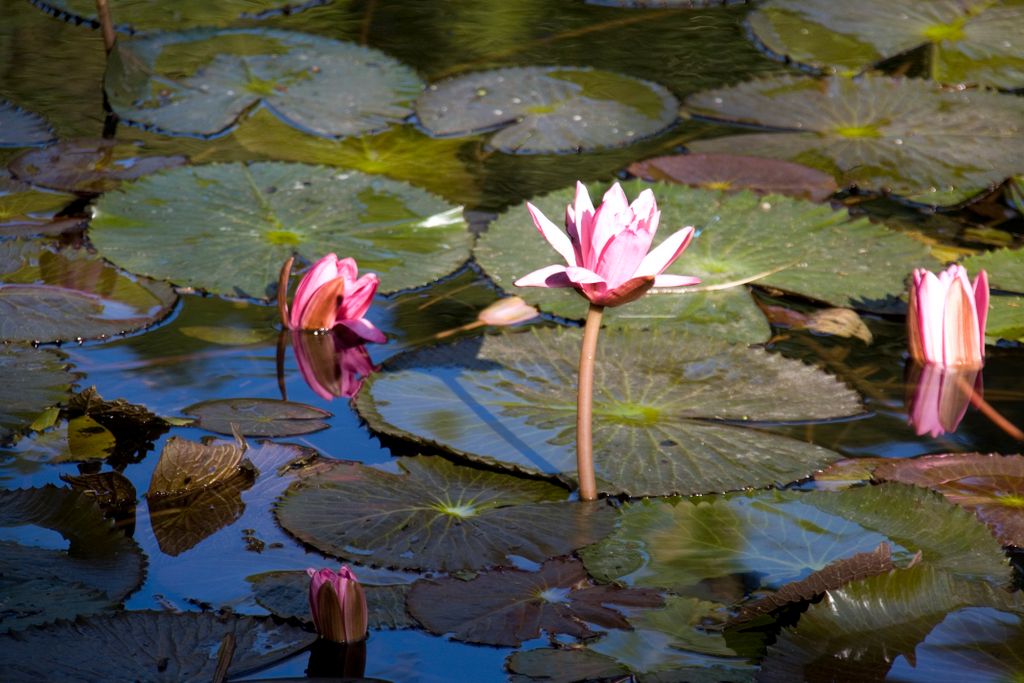 City (a.k.a. botanic) gardens of Brisbane