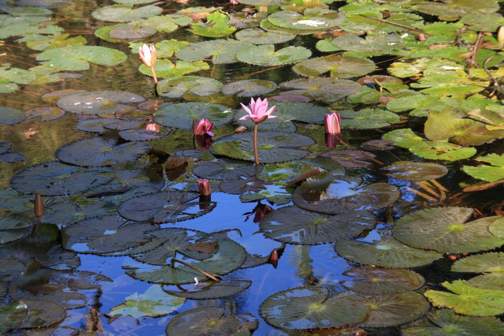 City (a.k.a. botanic) gardens of Brisbane