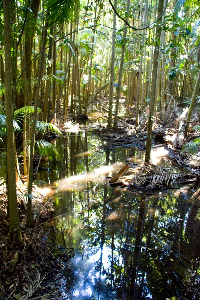 Queensland, Australia, Rain Forest
