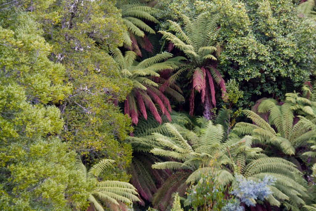 Tahune Forest Reserve, Tasmania