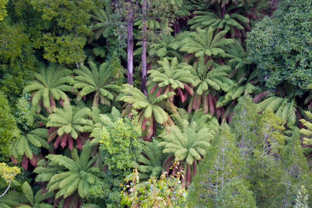 Tahune Forest Reserve, Tasmania