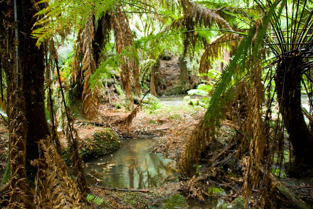 Mount Field National Park, Tasmania