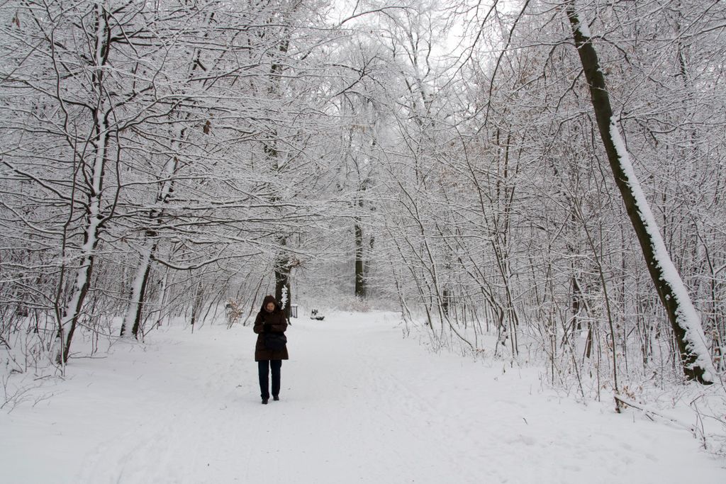 The forest on the hills of Budapest