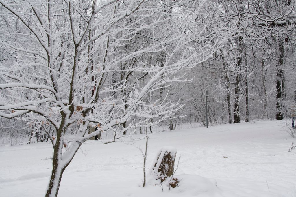 The forest on the hills of Budapest